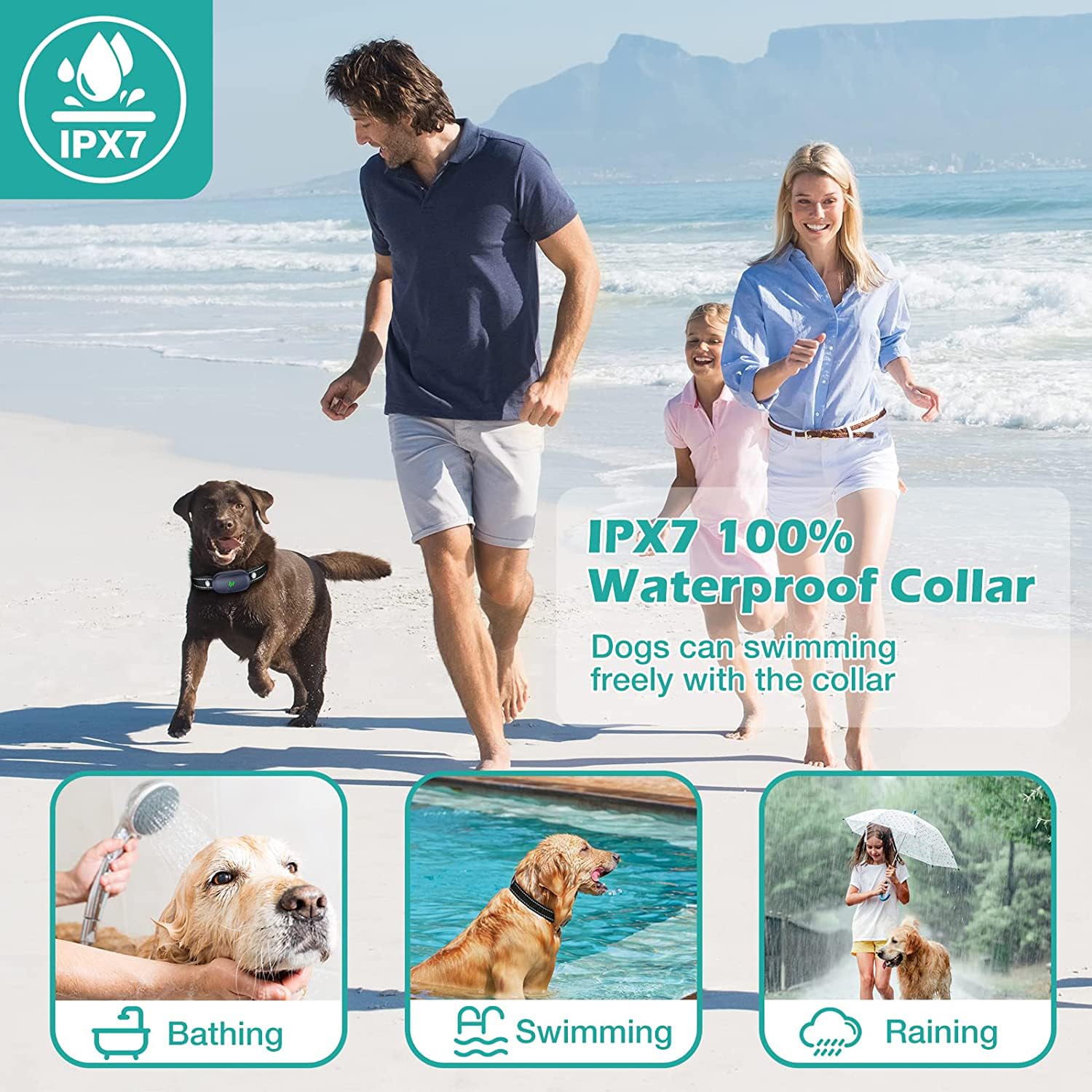 【Shiho】Ameri　RETURN COLLAR ALL IN ONE Shiho】Ameri RETURN COLLAR ALL IN ONE Amazon.com : AI Dog